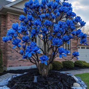 Blue Magnolia Tree 'Midnight Sapphire' with vibrant blue flowers in front of a brick house.