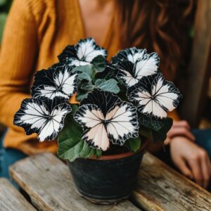 Black and white Butterfly Begonia plant in a pot with a person sitting nearby in a mustard-colored sweater