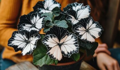 Black and white Butterfly Begonia plant in a pot with a person sitting nearby in a mustard-colored sweater