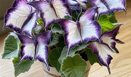 Butterfly Plant with purple and white butterfly-shaped flowers in a pot on a windowsill.