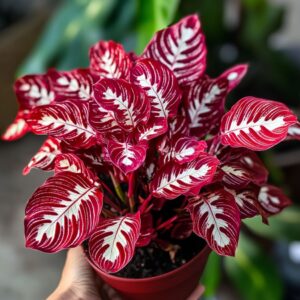 Calathea plant with vibrant red and white-veined leaves in a pot