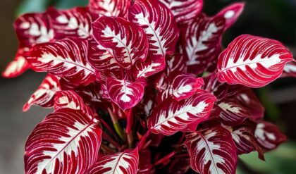 Calathea plant with vibrant red and white-veined leaves in a pot