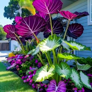 Colocasia Elephant Ear Plant with Large Purple and Green Leaves in a Vibrant Garden.