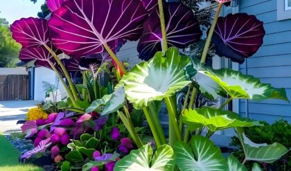 Colocasia Elephant Ear Plant with Large Purple and Green Leaves in a Vibrant Garden.