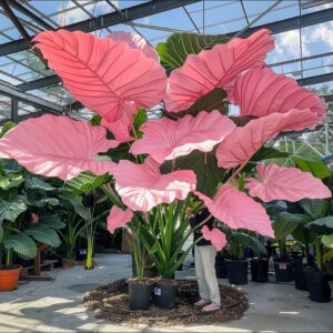 Colocasia Elephant Ear plant with large pink leaves in a greenhouse setting.