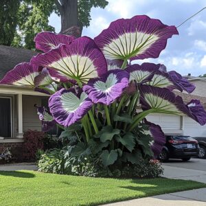 Colocasia gigantea with Large Purple and White Leaves in Front Yard