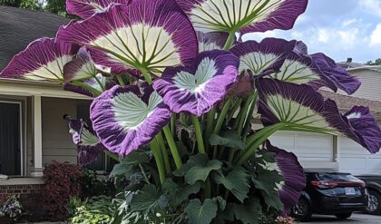 Colocasia gigantea with Large Purple and White Leaves in Front Yard