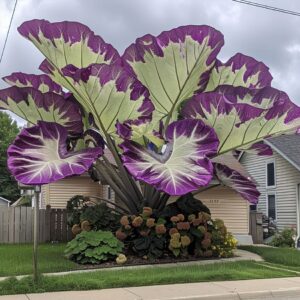 Colocasia gigantea plant with enormous purple and green leaves in a suburban front yard