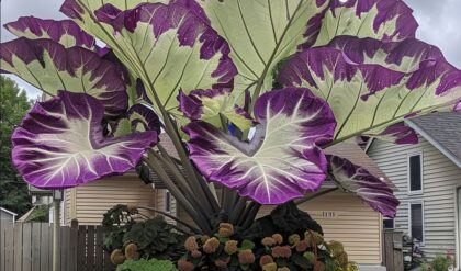 Colocasia gigantea plant with enormous purple and green leaves in a suburban front yard