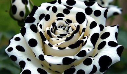 White rose with black polka dots blooming in a garden