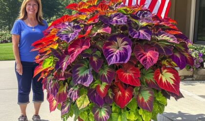 Woman standing next to a giant potted Giant Coleus plant with vibrant red, purple, and green leaves.