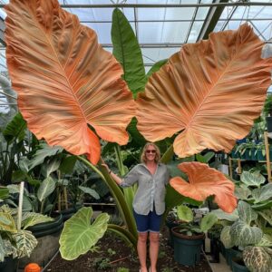 Giant Colocasia Elephant Ear Plant with Large Orange Leaves in a Greenhouse.