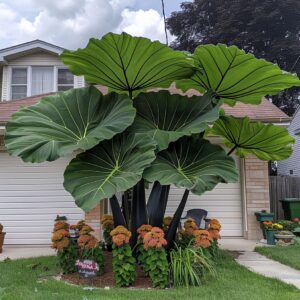 Giant elephant ear plant with large green leaves and black stems in a front yard garden.