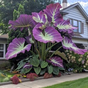 Large Giant Elephant Ear plant with striking purple and green leaves in a front yard garden.