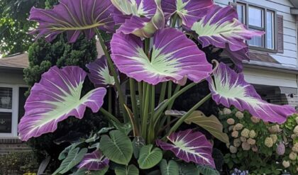 Large Giant Elephant Ear plant with striking purple and green leaves in a front yard garden.