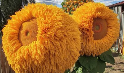 Two Giant Teddy Bear Sunflowers in a Sunny Garden