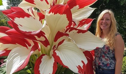 Giant Variegated Hostas with large red and white leaves and a person for scale