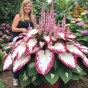 Giant Variegated Red and White Hostas with pink flower spikes and a person for scale