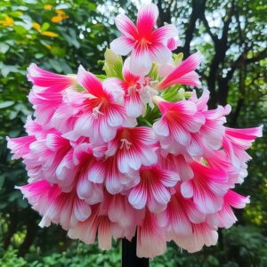 Hanging Lobelia flower with cascading pink, blue, and white blooms