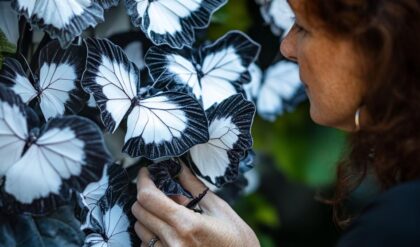 Moonlight Butterfly Begonia