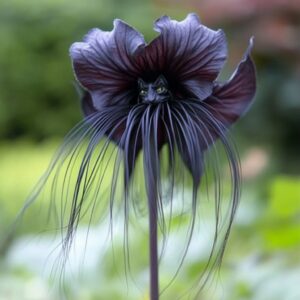 Black Bat Flower with elongated whisker-like filaments.