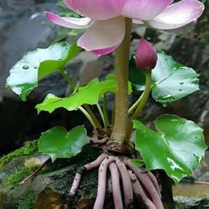 Mystical Rock Lotus with pink blossoms and elongated roots growing on a mossy rock