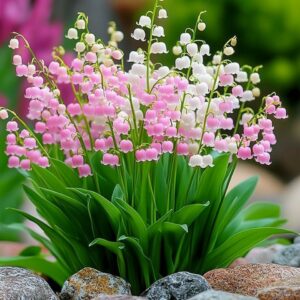 Pink and white bell-shaped flowers among garden stones