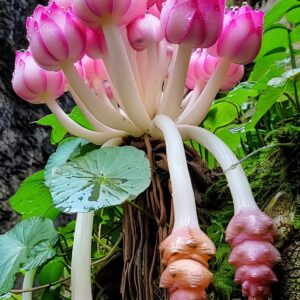 Rock Lotus Plant with pink buds and thick white stems growing on rocky terrain.