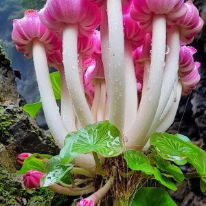 Rock Lotus Plant with pink blooms and tall white stems growing on rocky terrain.