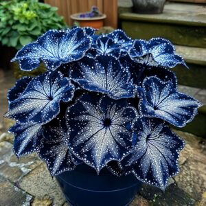 Begonia Moonlight Butterfly