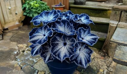 Begonia Moonlight Butterfly