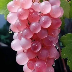 The Pink Koshu Grapes of Japan