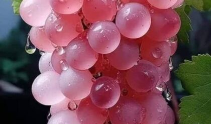 The Pink Koshu Grapes of Japan