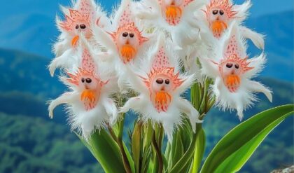 Fluffy flowers resembling small faces with mountain backdrop