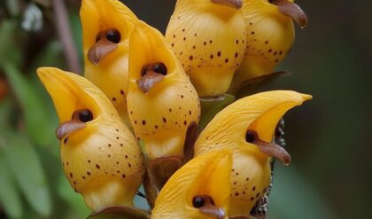 Cluster of Yellow Bird Orchids with Dark Spots