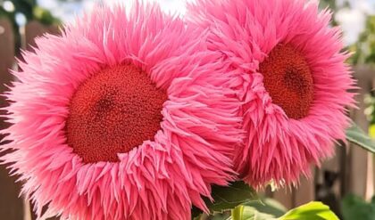 Close-up of two vibrant pink Giant Teddy Bear Sunflowers with fluffy, soft petals in a sunny garden setting