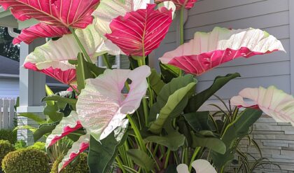 Pink and white Elephant Ear Plant in a garden bed near a house