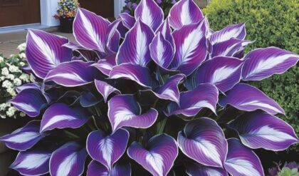 Purple and white Hosta plant in a garden near a home entrance.