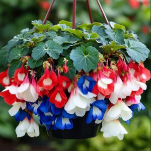 Hanging Pot of Weeping Begonia Flowers in Red, White, and Blue