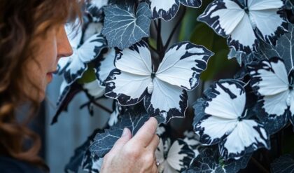 A woman closely examining a Butterfly Begonia plant with striking white and black-edged flowers