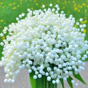 Bouquet of White Lily of the Valley with delicate, bell-shaped flowers