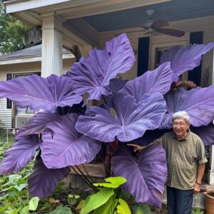 Elderly man standing next to a large Colocasia gigantea 'Purple' Elephant Ear plant with oversized purple leaves.