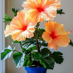 Potted Hibiscus with Orange and Cream Flowers