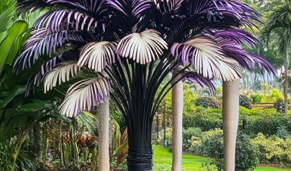 A stunning Dragon Tree Flower (Dracaena cinnabari) with a lush, vibrant canopy of pink and white blossoms against a clear blue sky and waterfront backdrop.