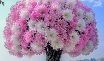 A stunning Dragon Tree Flower (Dracaena cinnabari) with a lush, vibrant canopy of pink and white blossoms against a clear blue sky and waterfront backdrop.