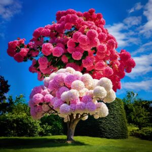 A stunning hydrangea tree adorned with vibrant pink and white blossoms under a blue sky.