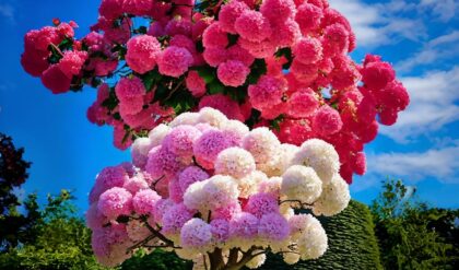 A stunning hydrangea tree adorned with vibrant pink and white blossoms under a blue sky.