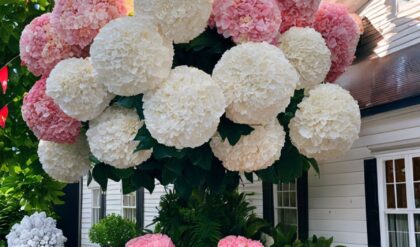 A stunning hydrangea tree displaying large clusters of pink and white flowers against a blue sky.