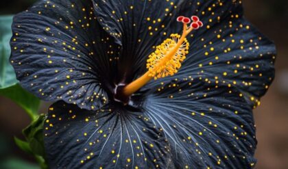 Close-up of a striking black hibiscus flower adorned with bright yellow speckles and a prominent golden stamen.