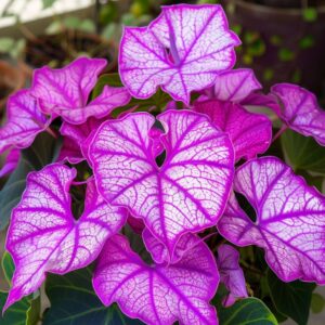 Close-up of Caladium plant with bright pink and white leaves in a home setting